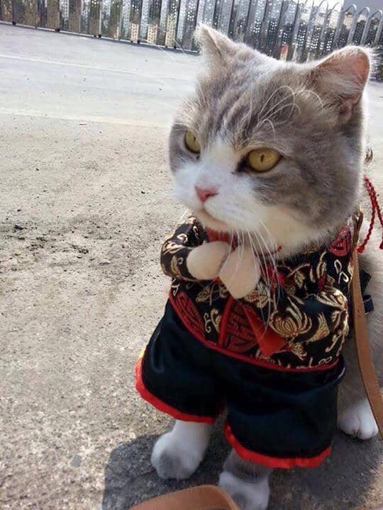 meme kucing memakai kostum