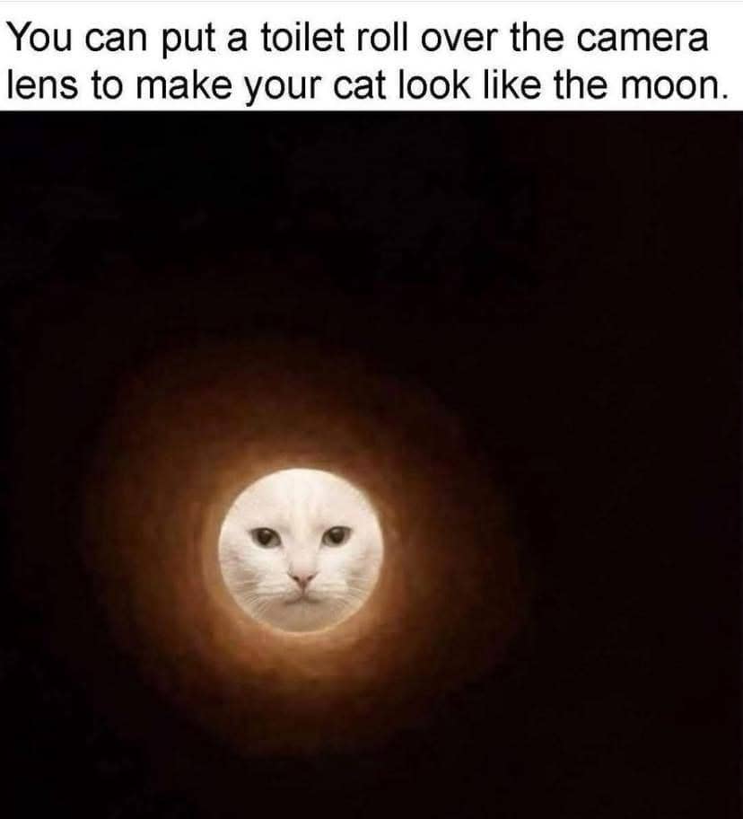 meme kucing tentang toilet