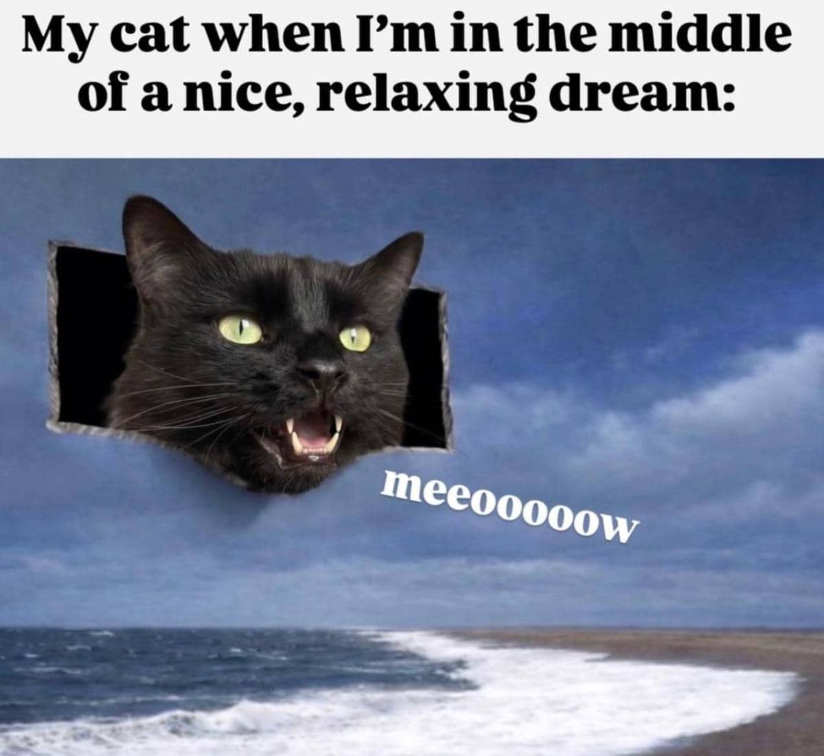 meme kucing bersantai