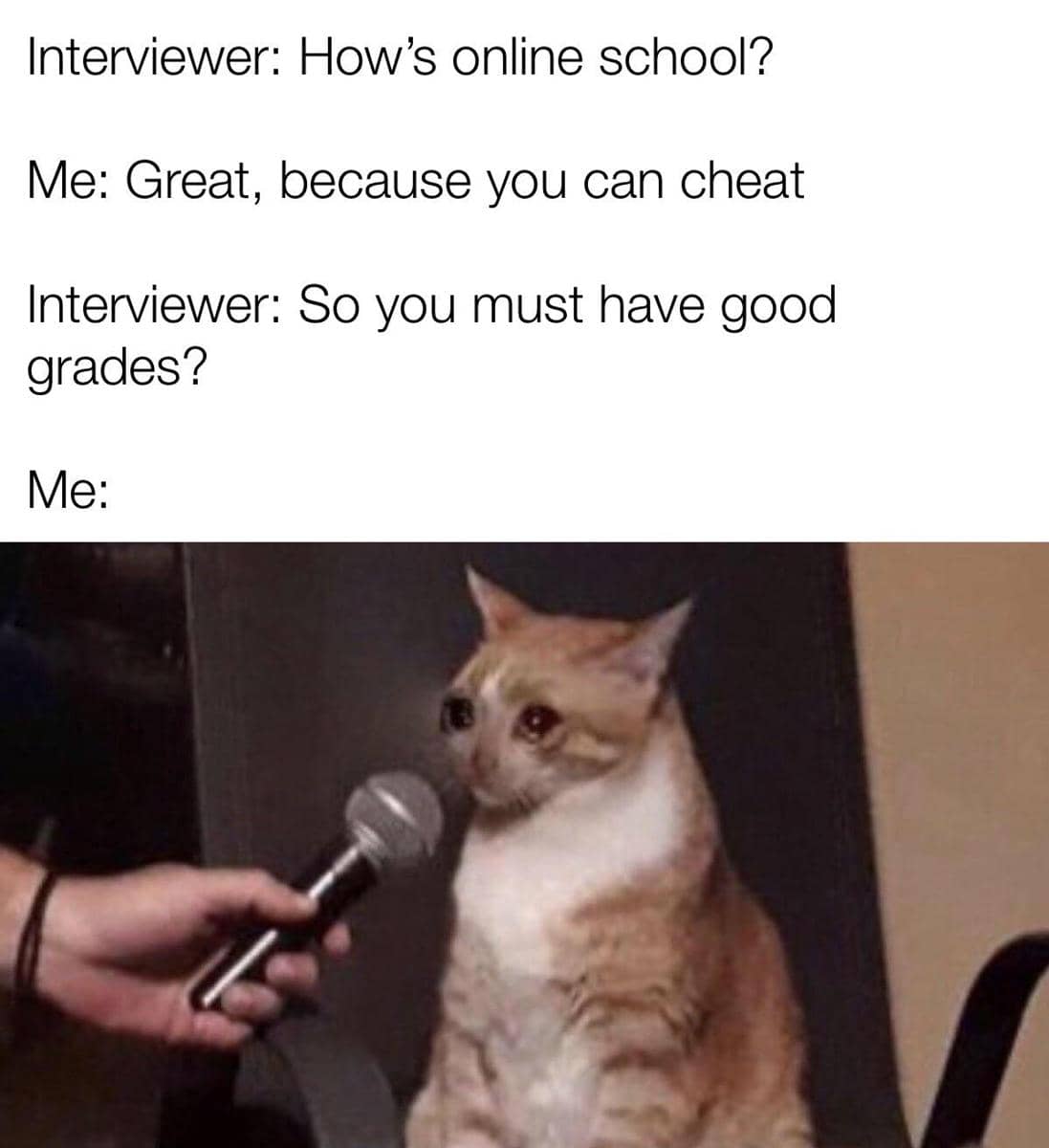 meme kucing tentang PR