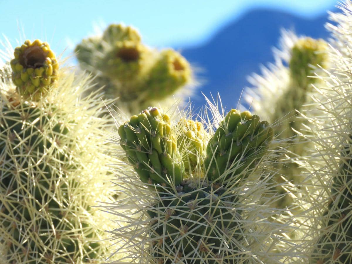 duri kaktus cholla