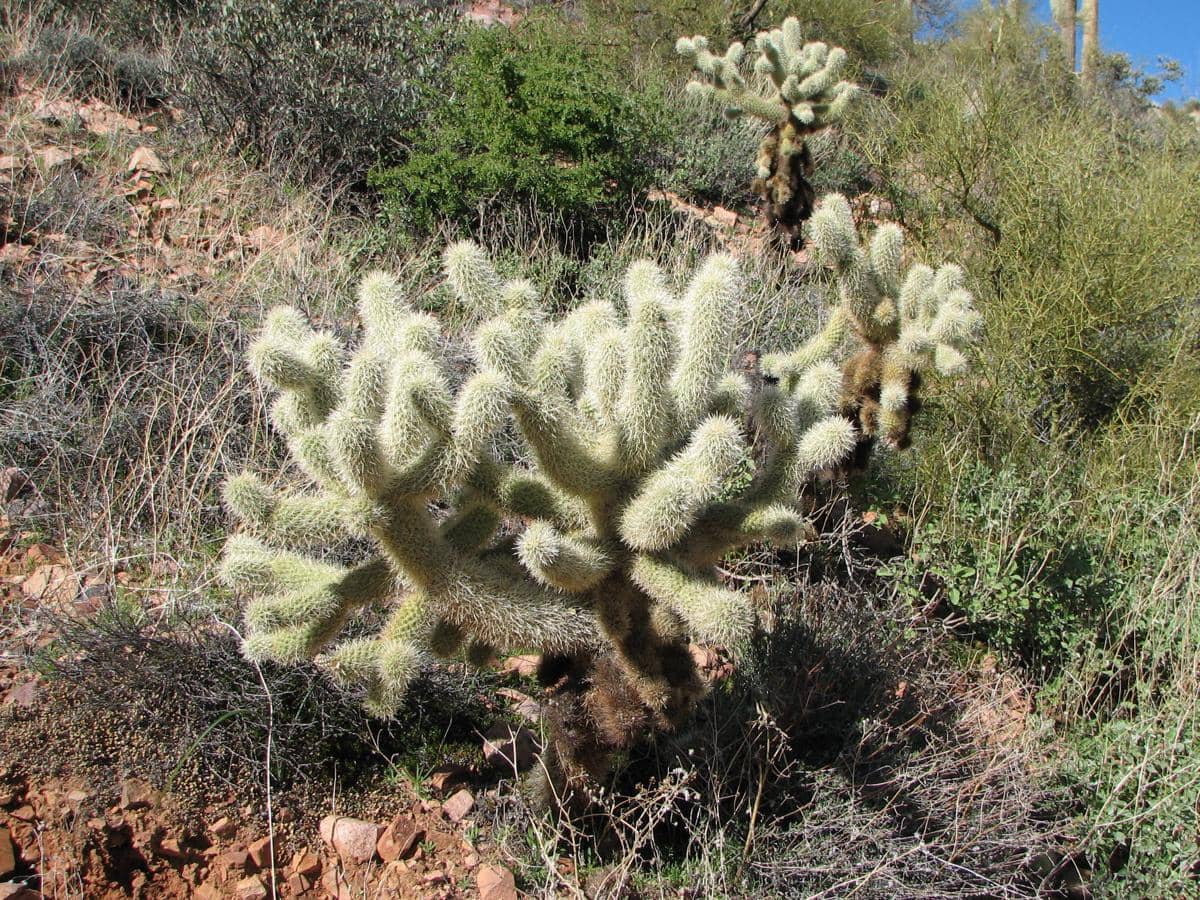 Teddy Bear Cholla