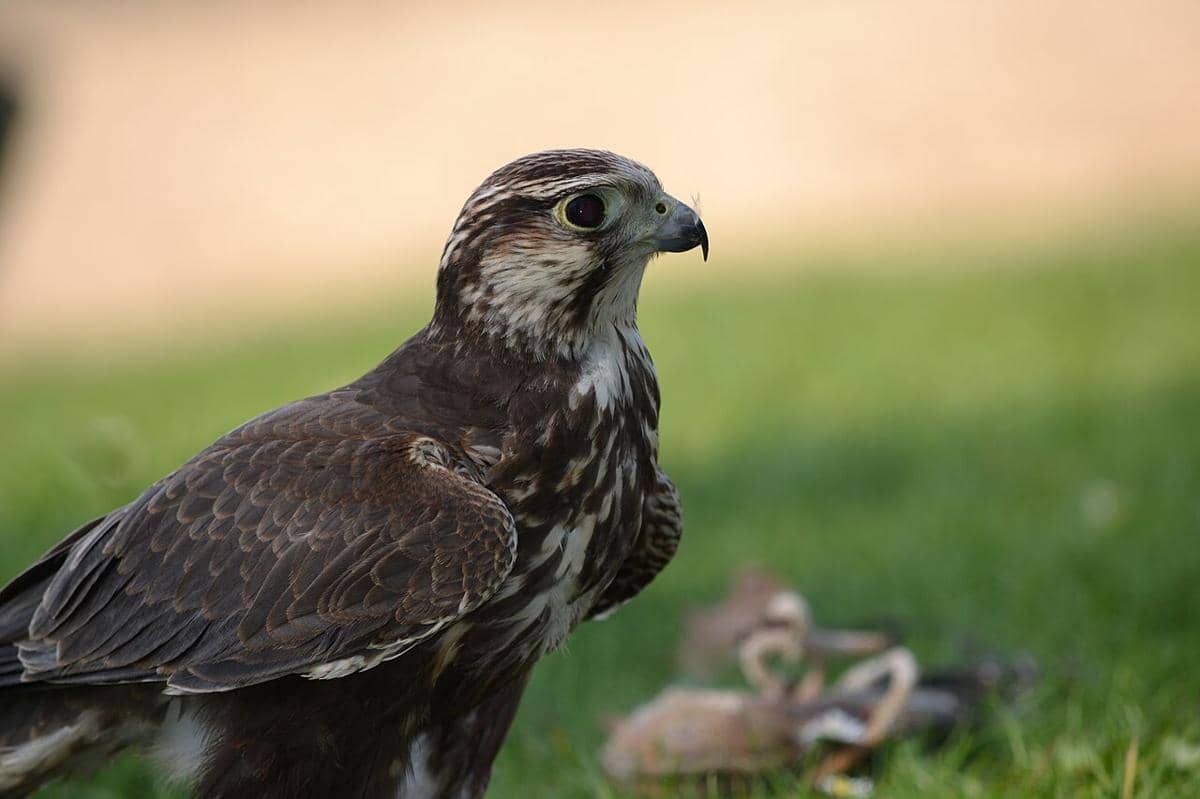 5 Burung Terancam Punah di Mesir, Apa yang Mengancam Mereka?