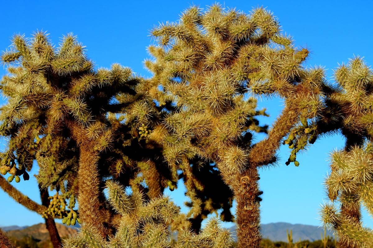 kaktus cholla