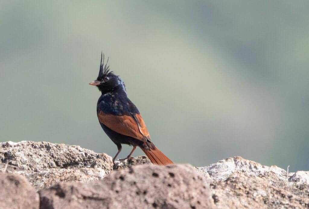 Burung Emberiza lathami