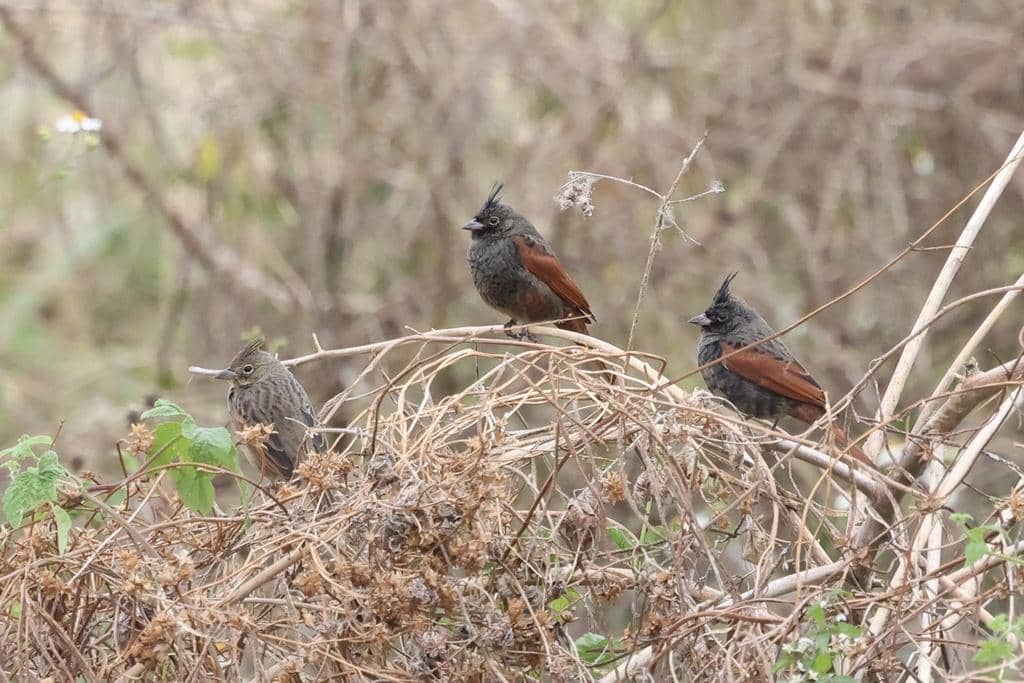 Burung Emberiza lathami