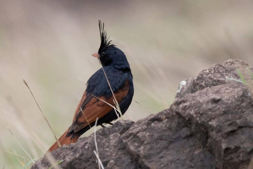 Burung Emberiza lathami