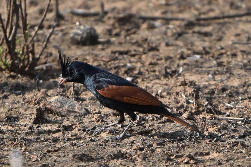 Burung Emberiza lathami