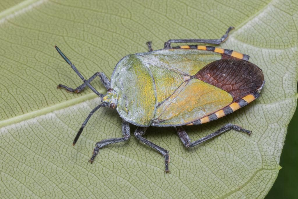 5 Fakta Menarik Giant Shield Bug, Kepik Perisai Raksasa dari Asia