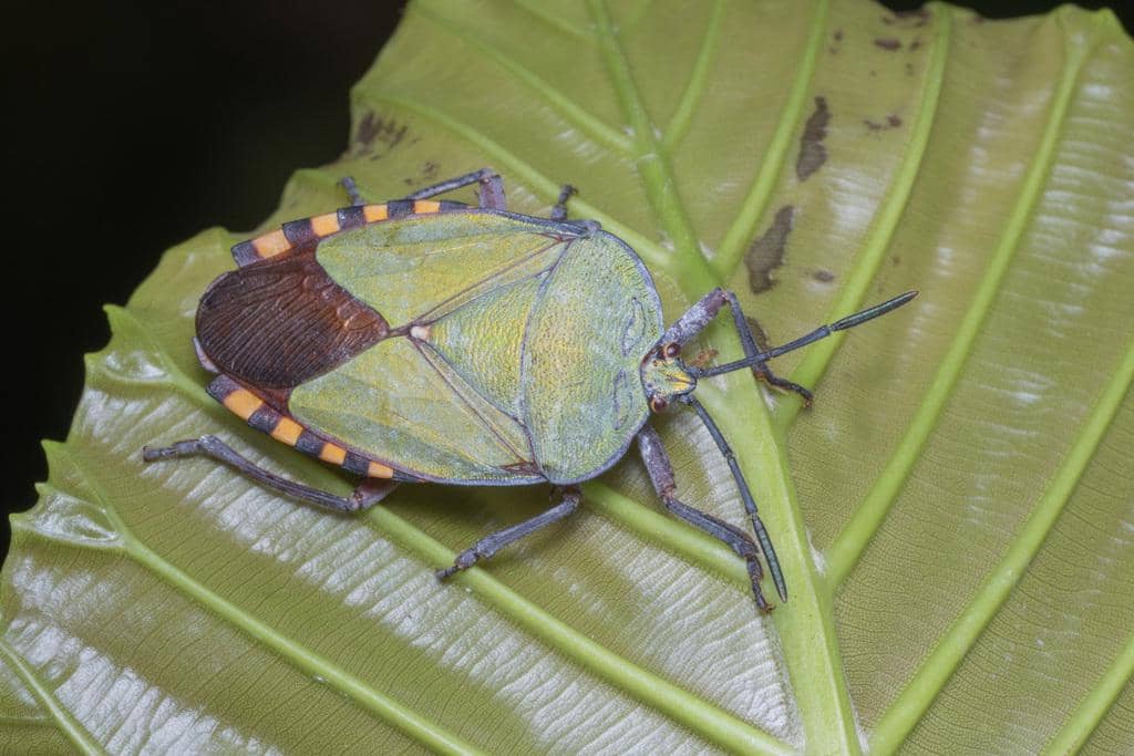 Kepik Pycanum rubens
