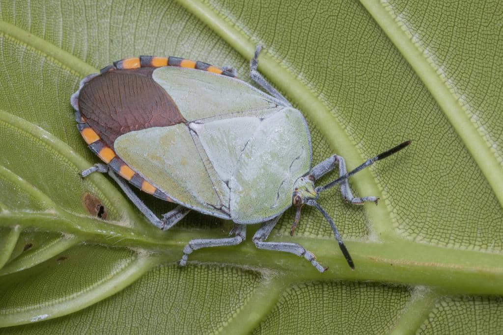 Kepik Pycanum rubens