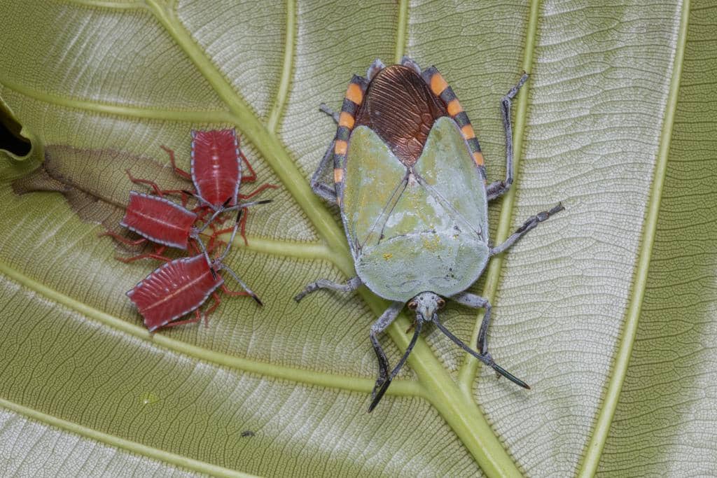 Kepik Pycanum rubens