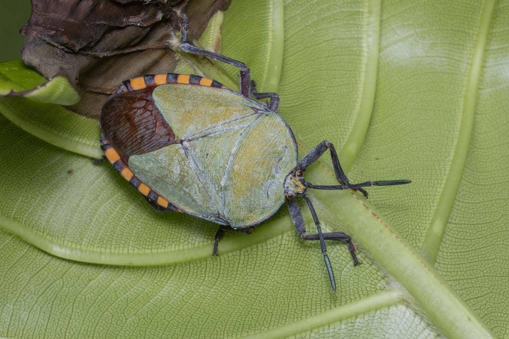 Kepik Pycanum rubens