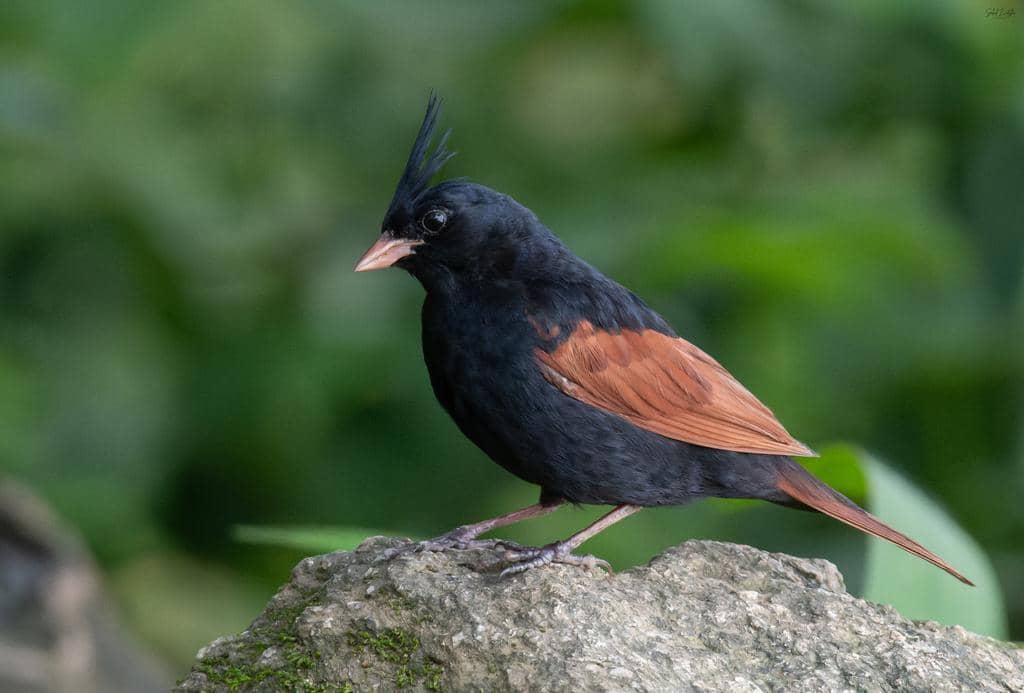 Burung Emberiza lathami