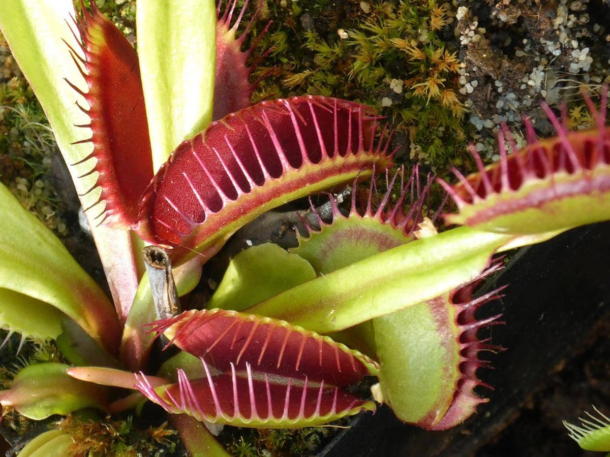 ilustrasi venus flytrap