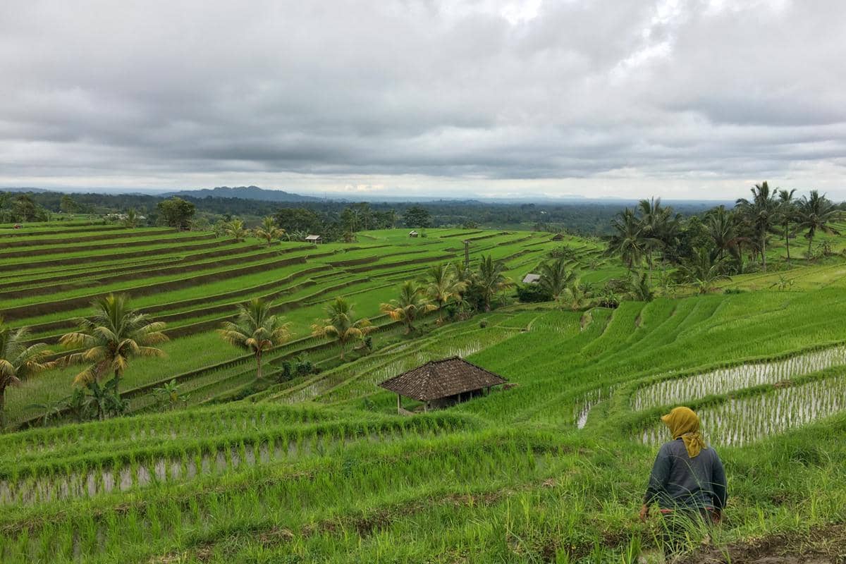 Itinerary Wisata Sehari di Jatiluwih Tabanan
