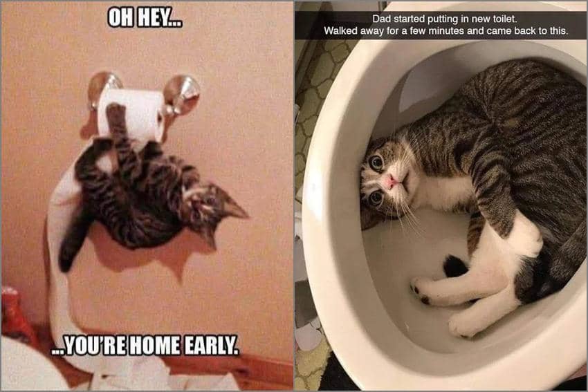 8 Meme Kucing dan Toilet Lucu, Tisunya Dimainin Mulu!