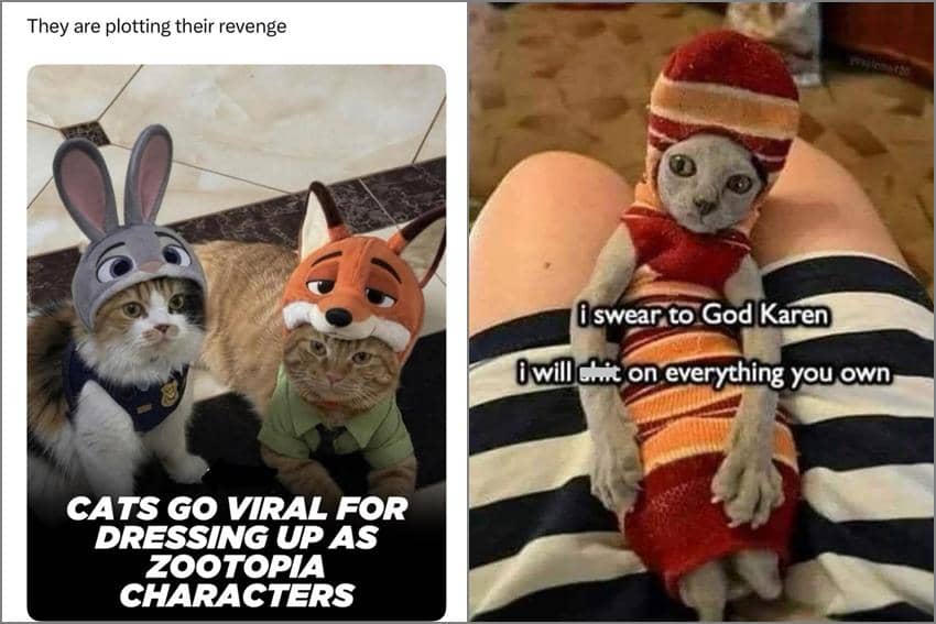8 Meme Kucing Pakai Kostum, Jadi Lebah hingga Taco