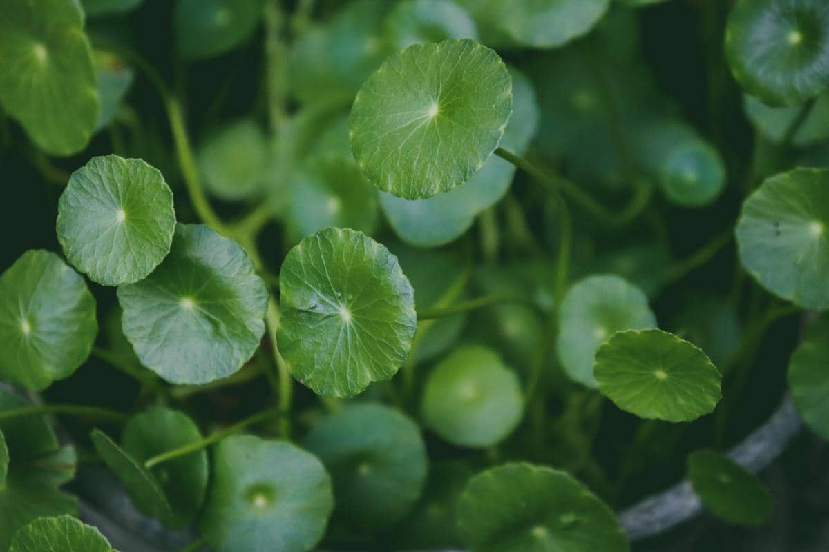 ilustrasi centella asiatica