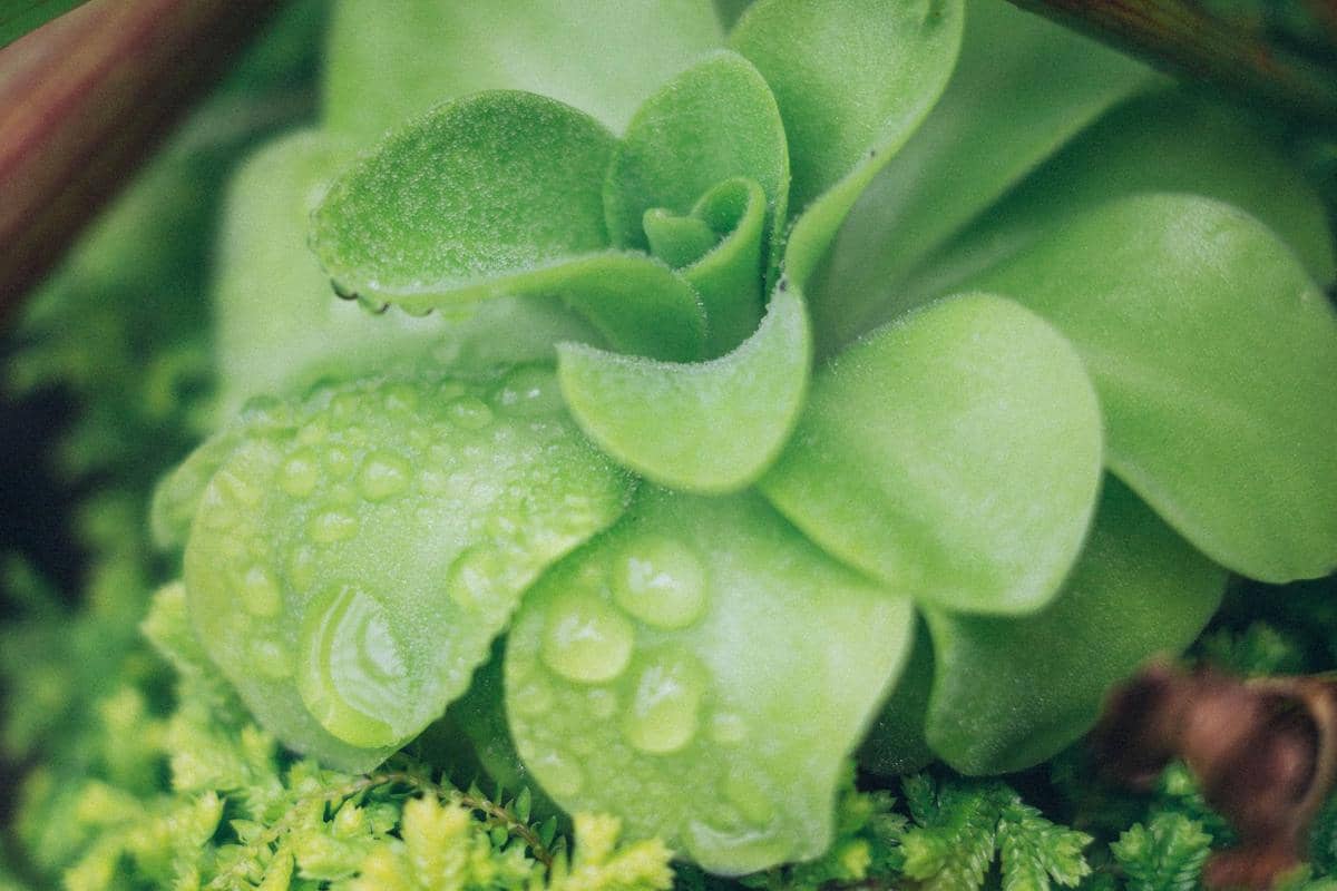 ilustrasi butterwort