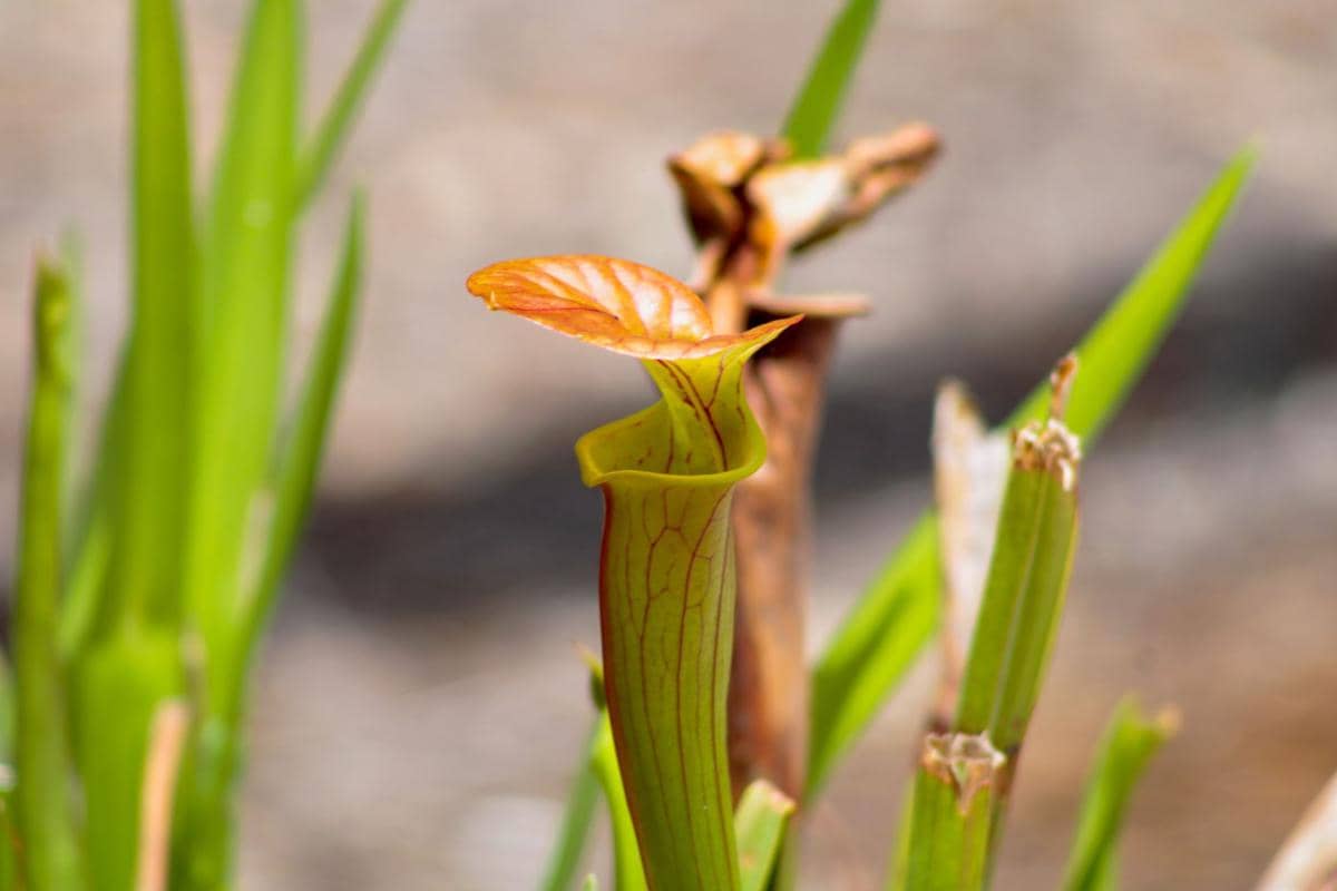 ilustrasi sarracenia