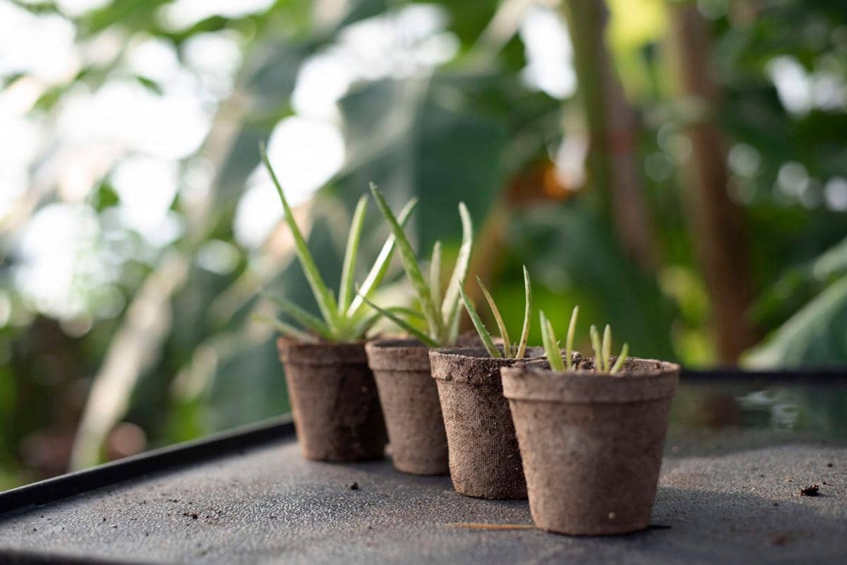 ilustrasi aloe vera