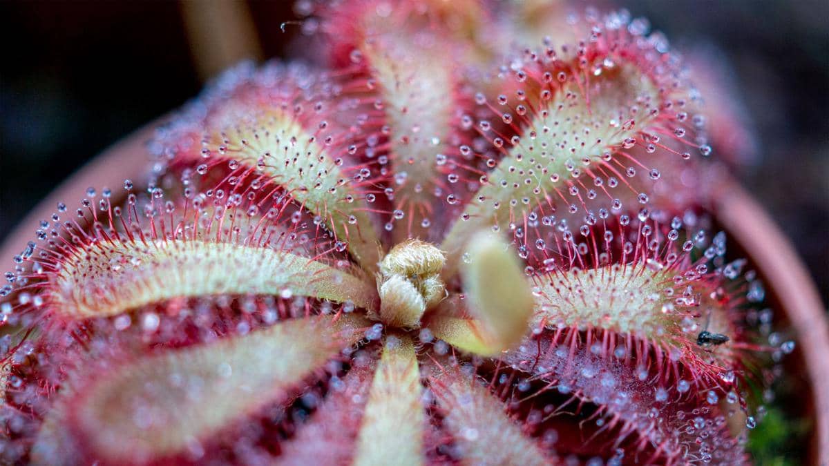 ilustrasi drosera