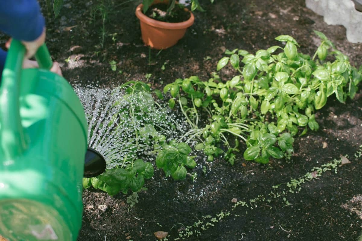 ilustrasi menyiram basil di kebun