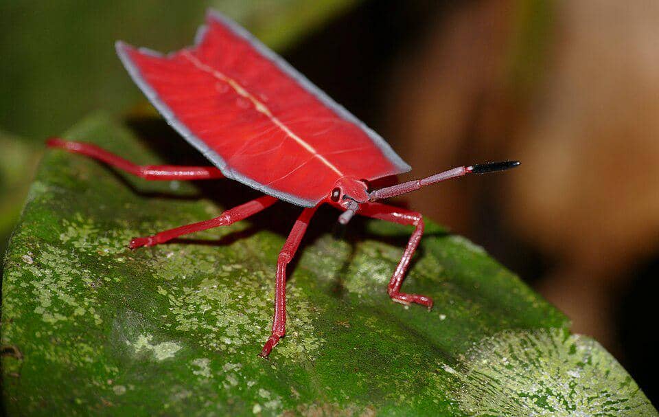 Nimfa Pycanum rubens