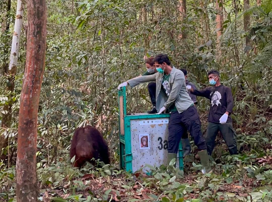 potret Richard Kyle Ikut pelepasliaran orangutan di TNBBBR, Kalteng