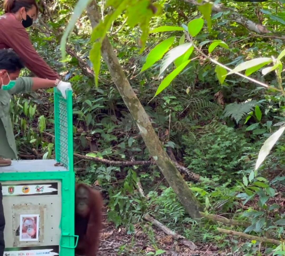 potret Richard Kyle Ikut pelepasliaran orangutan di TNBBBR, Kalteng