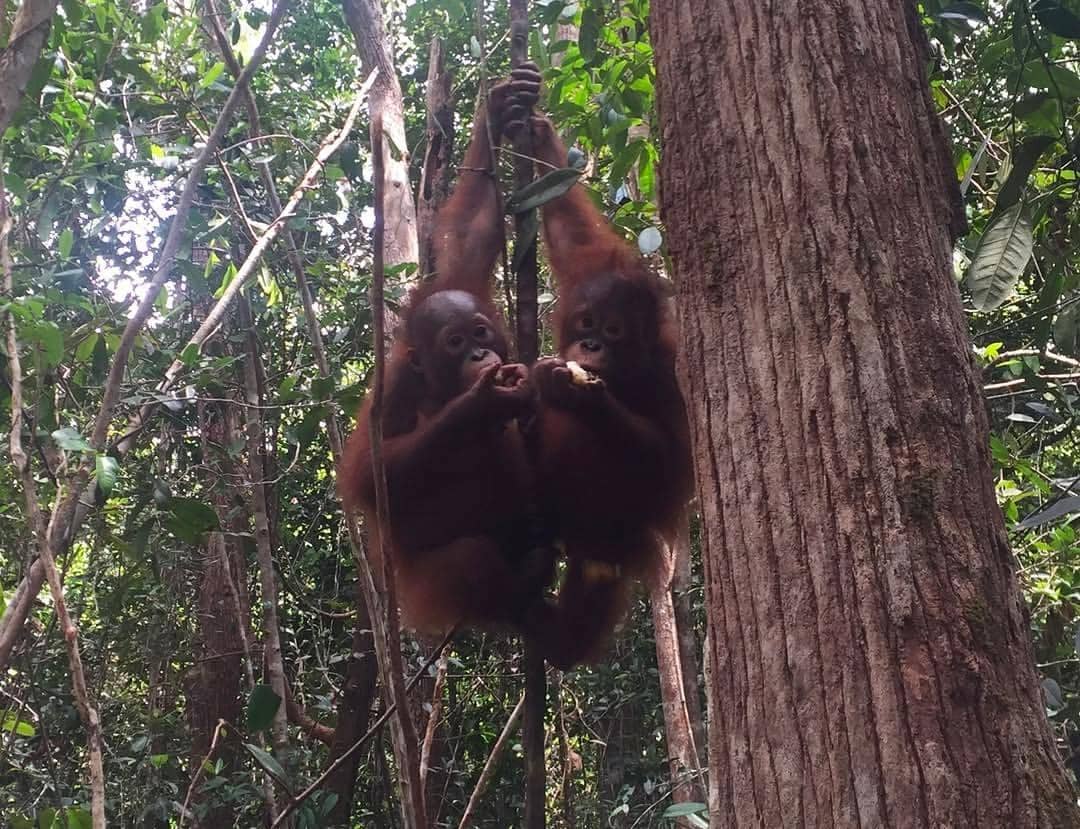 potret Richard Kyle Ikut pelepasliaran orangutan di TNBBBR, Kalteng