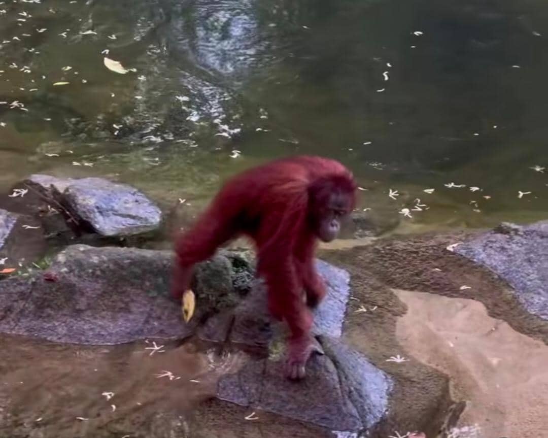 potret Richard Kyle Ikut pelepasliaran orangutan di TNBBBR, Kalteng