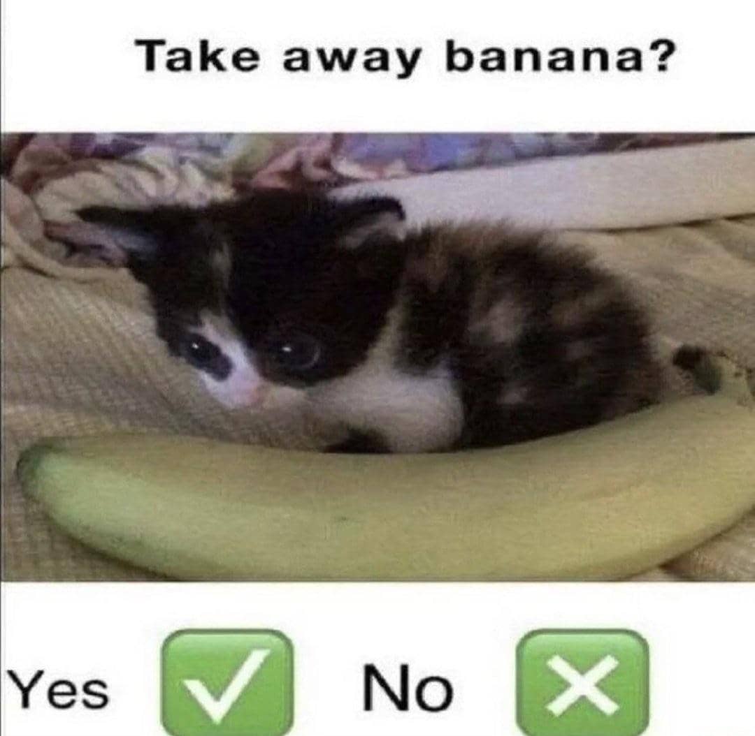 meme kucing dan pisang