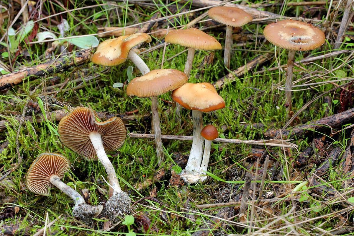 346 Orang Jalani Terapi Psilocybin (Magic Mushroom), Ini Hasilnya