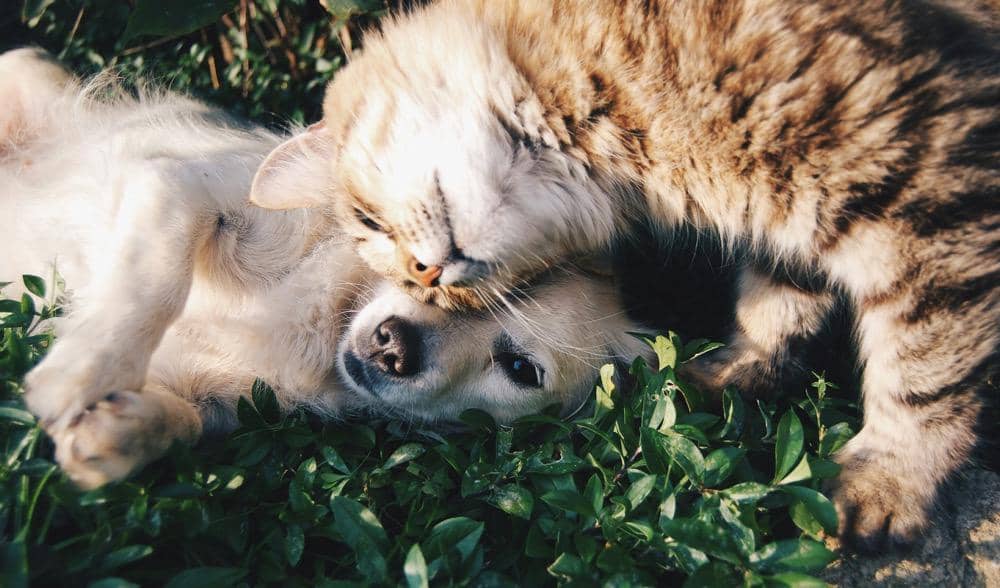 ilustrasi kucing sedang bermain dengan anjing