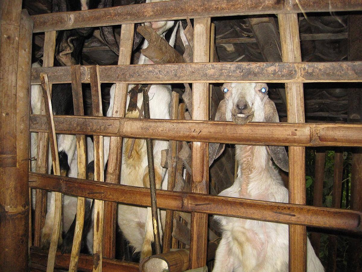 Ilustrasi kambing (Jeromi Mikhael, CC BY-SA 4.0, via Wikimedia Commons)