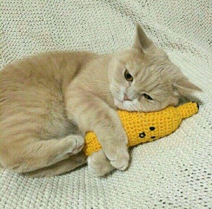 meme kucing dan pisang