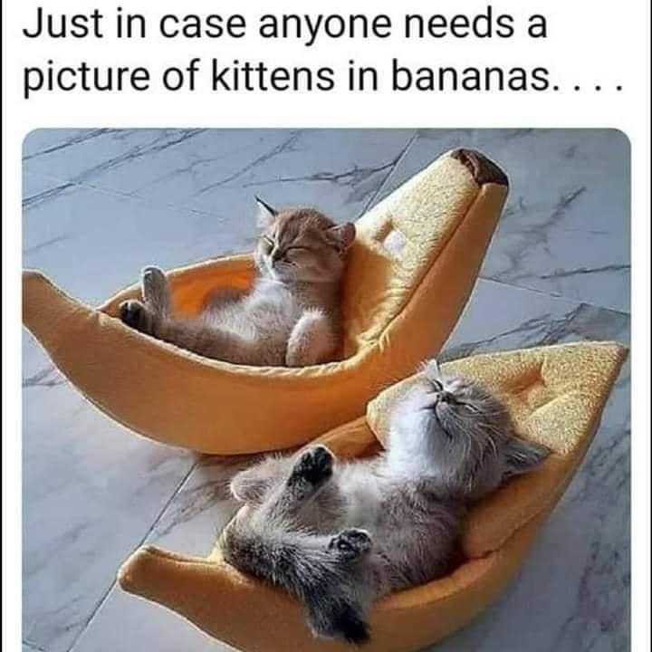meme kucing dan pisang