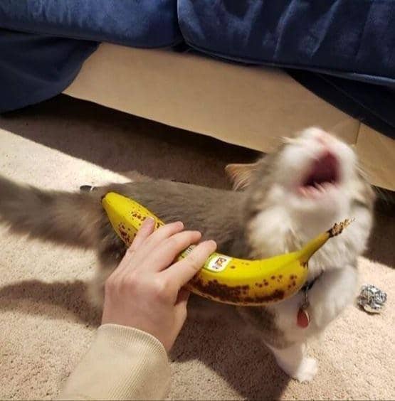 meme kucing dan pisang