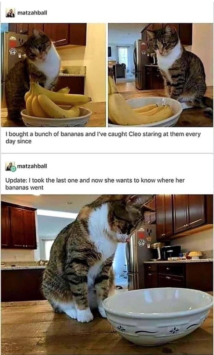 meme kucing dan pisang