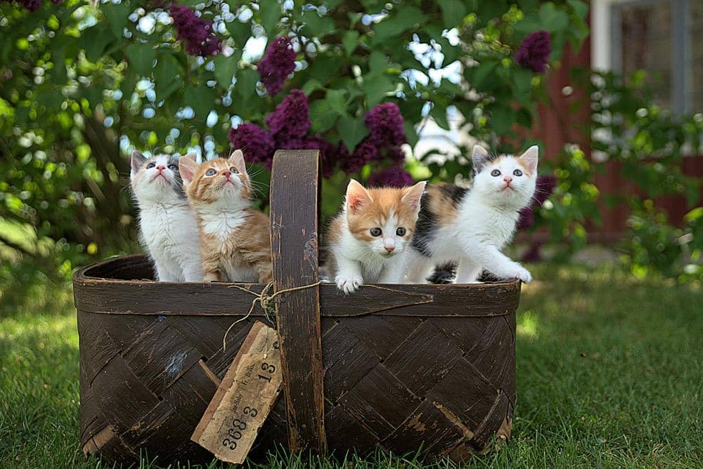 ilustrasi anak-anak kucing di dalam keranjang