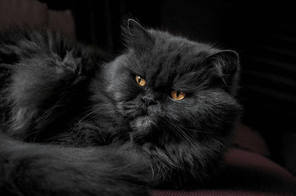 ilustrasi kucing hitam berbulu panjang
