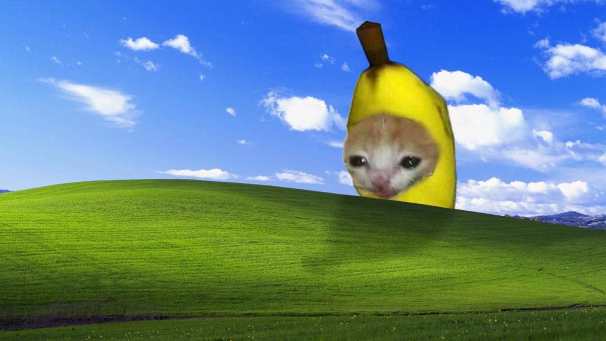 8 Meme Kucing dan Pisang, Buah Favorit para Kucing?