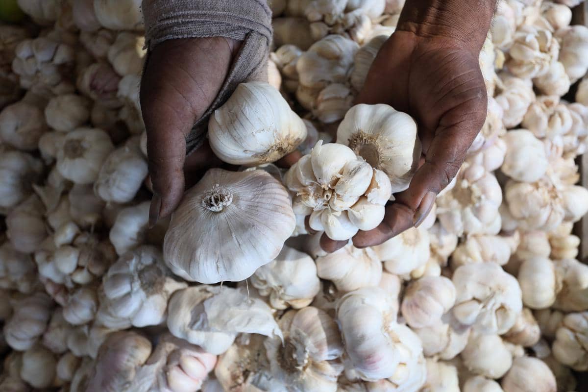 antarafoto-stabilisasi-harga-bawang-putih-1787284296.jpg