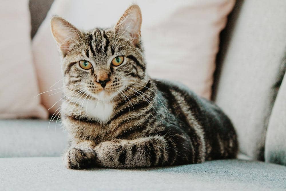 7 Penyakit Kucing yang Harus Segera Ditangani Dokter Hewan, Bahaya!