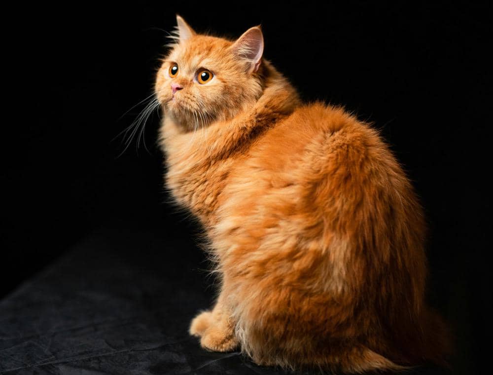 ilustrasi kucing oranye