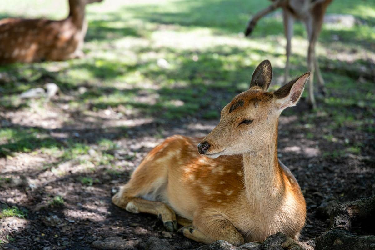 potret rusa (unsplash.com/Cody McLain)