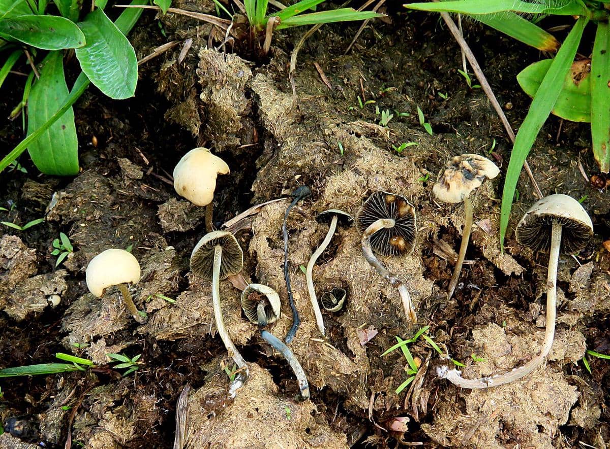 Sekelompok jamur Copelandia cyanescens berwarna cokelat pucat dengan batang ramping tumbuh di tanah berumput.