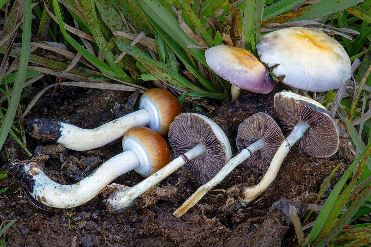 Sekelompok jamur Psilocybe cubensis berwarna cokelat keemasan dengan tangkai putih dan tudung berbentuk cembung.